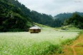 /album/photogallery/du-lich-moc-chau-2-ngay-1-dem-mua-hoa-cai-trang-jpg/