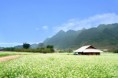 /album/photogallery/hoa-cai-5-jpg/