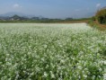 /album/photogallery/vietravel-moc-chau-mua-hoa-cai-trang-7-1-jpg/