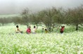 /album/photogallery/question-682-du-lich-moc-chau3-du-lich-sen-vang-0-jpg1/